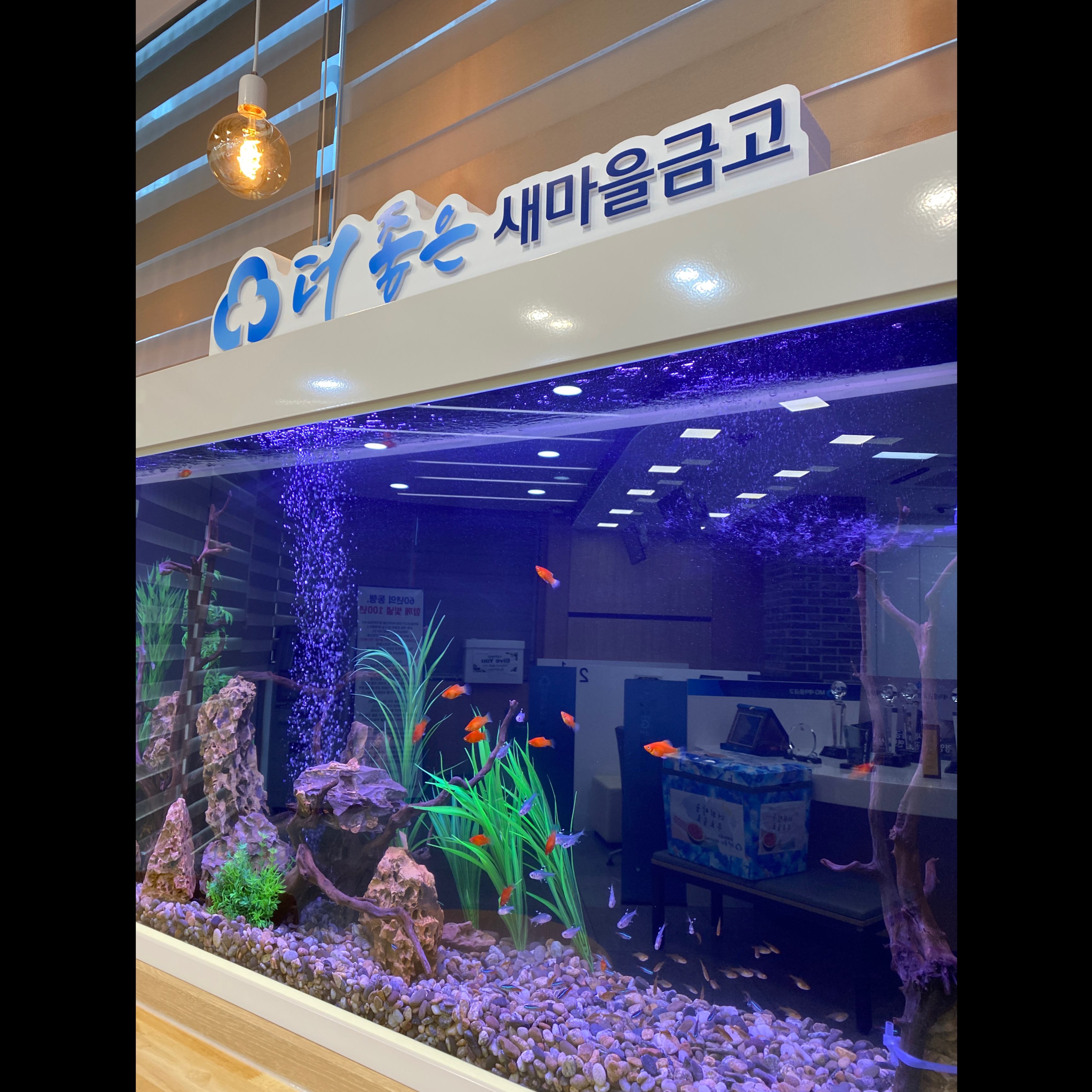 더좋은새마을금고 수족관카페